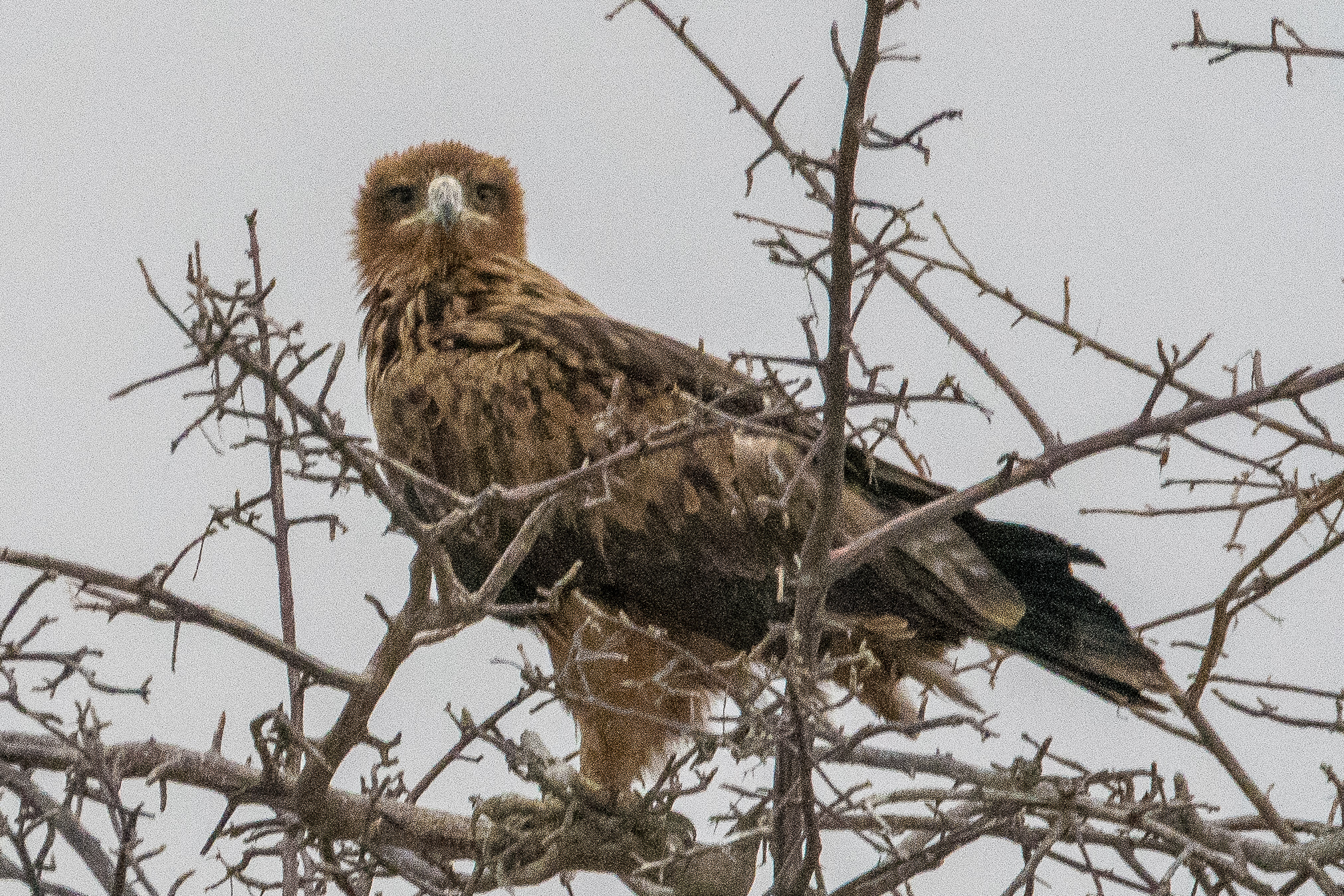 Aigle ravisseur adulte (Tawny eagle, Aquila rapax), probable femelle, Namutoni, Etosha National Park, Namibie.